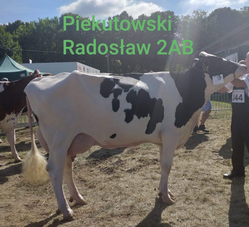 krowa Kopiowanie